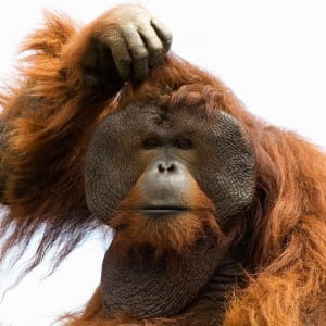 Orangutan Reflecting and Thinking