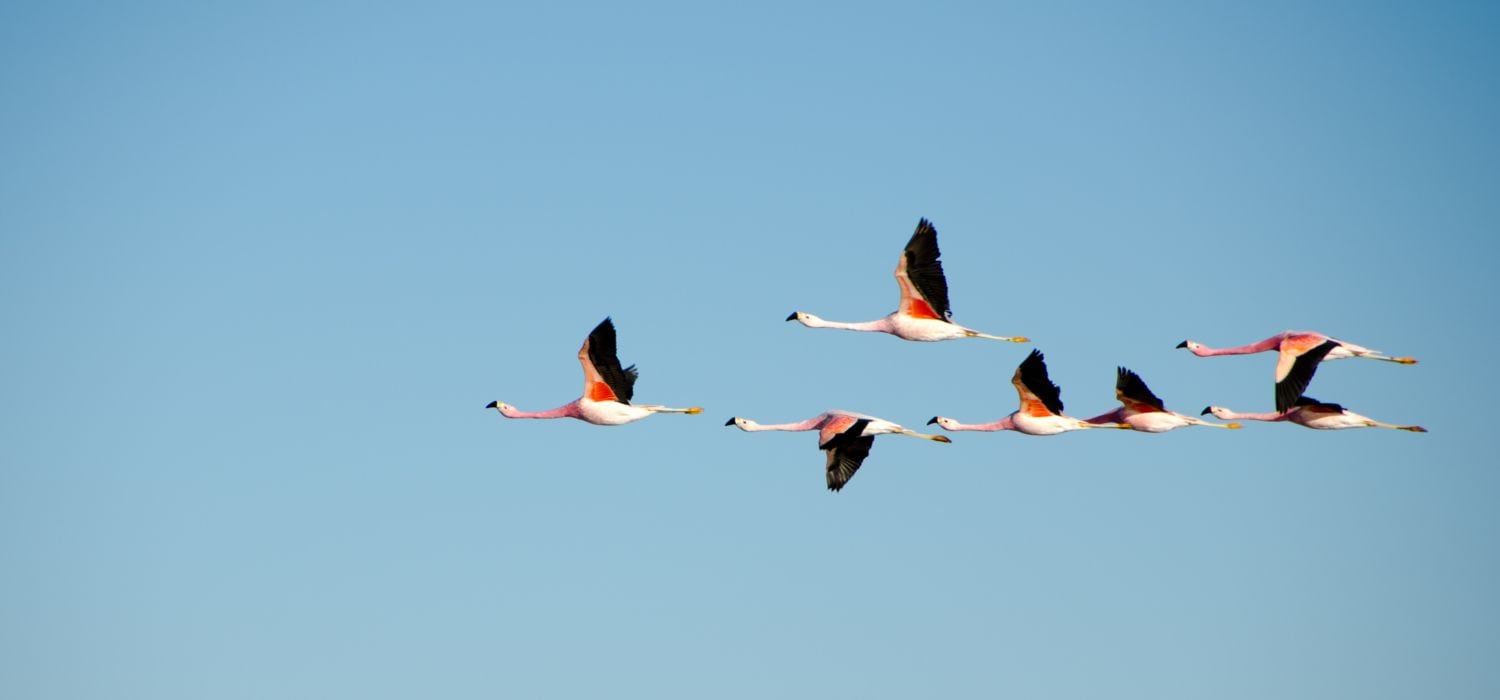 flamingos