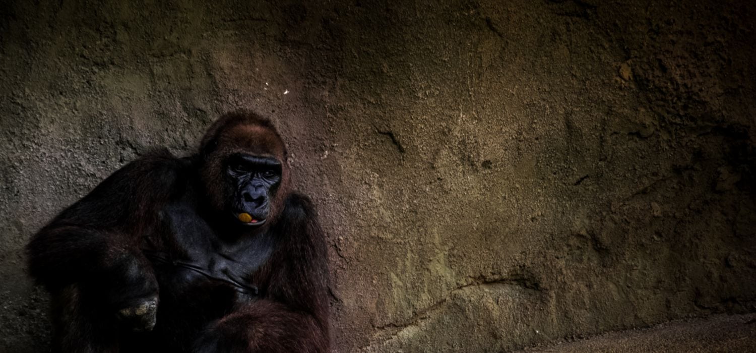 gorillas