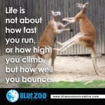 kangaroo bounce