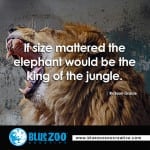 king-of-the-jungle