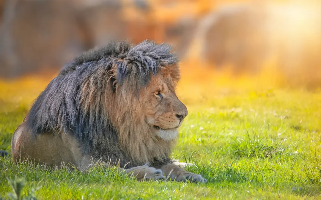 Blue Zoo Creative News for Spring 2026