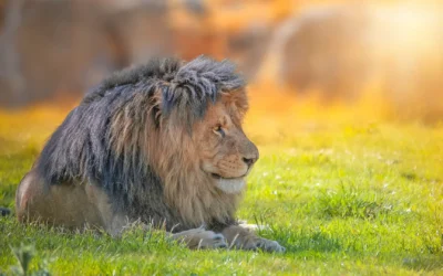 Blue Zoo Creative News for Spring 2026