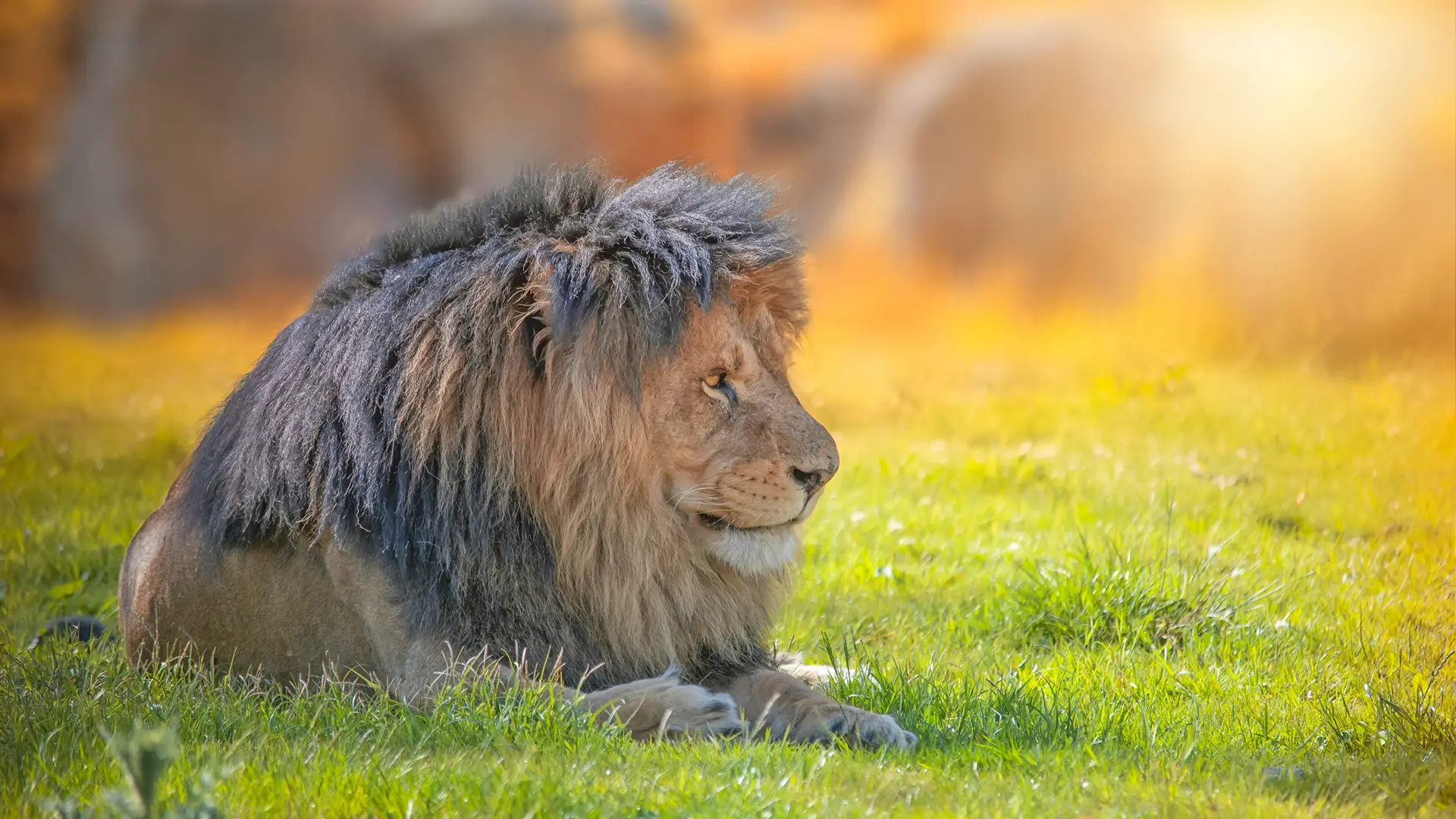 Lion in grass in the sun for Blue Zoo Spring 2026 news